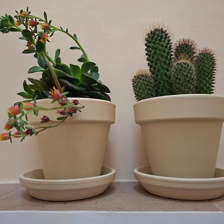 Alcazaba Home-2